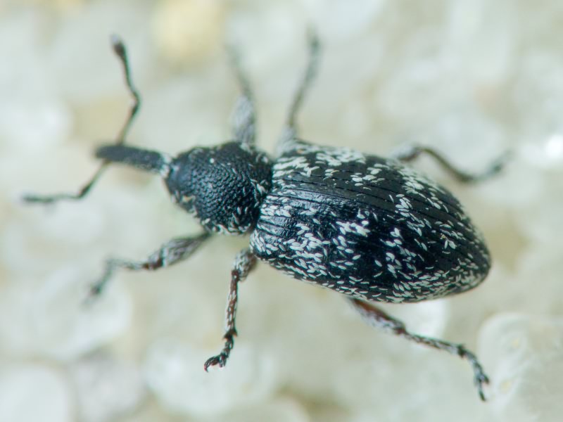 Smicronyx jungermanniae (Reich, 1797)